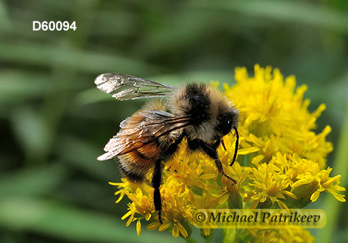 Tricolored Bumble Bee (Bombus ternaries)